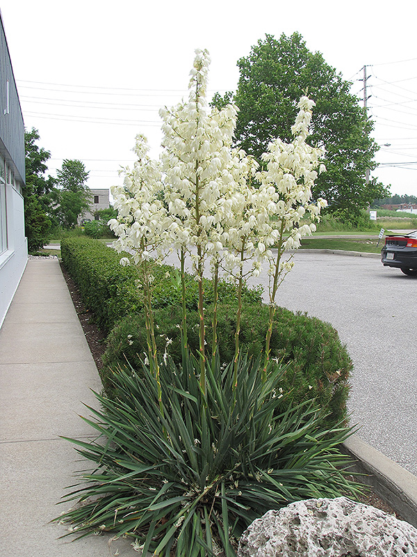 Adam's Needle (Yucca filamentosa) at Alsip Home and Nursery