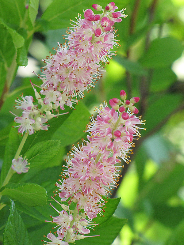 Ruby Spice Summersweet (Clethra alnifolia 'Ruby Spice') at Alsip Home and Nursery