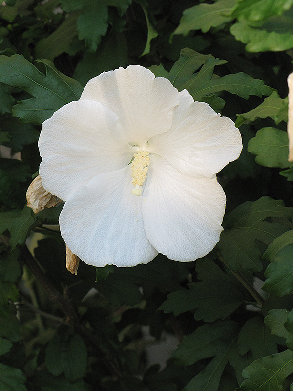 Diana Rose of Sharon (Hibiscus syriacus 'Diana') at Alsip Home and Nursery