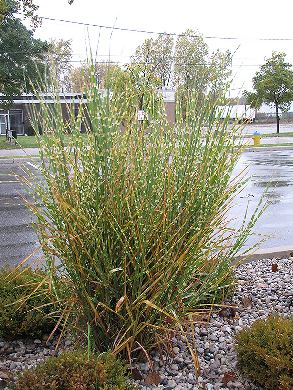Porcupine Grass (Miscanthus sinensis 'Strictus') at Alsip Home and Nursery