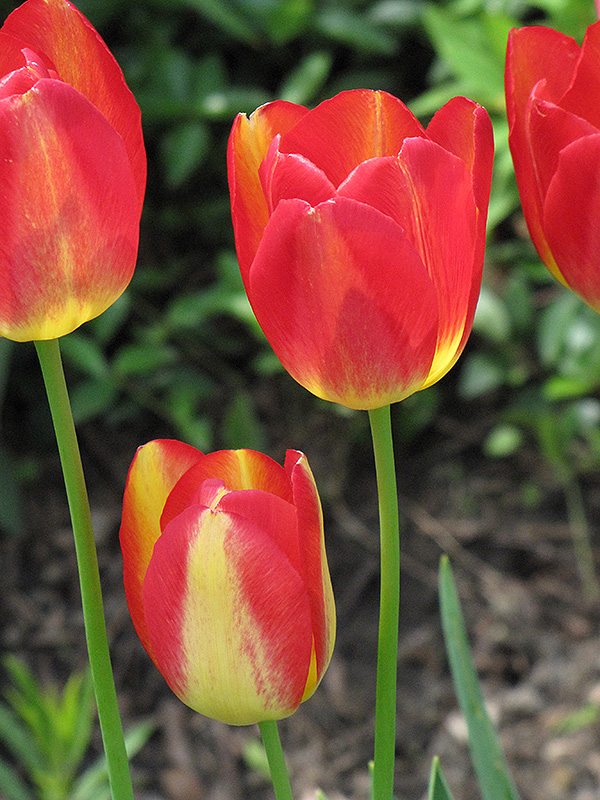 Garden Party Tulip (Tulipa 'Garden Party') at Alsip Home and Nursery