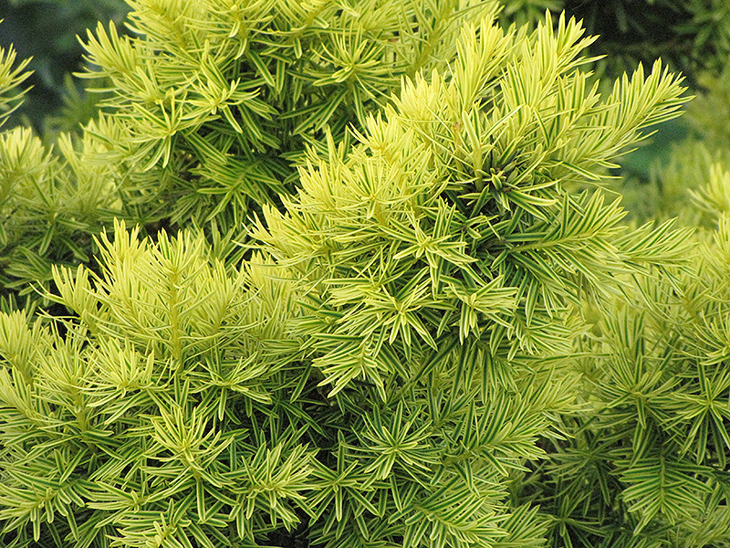 Dwarf Golden Japanese Yew (Taxus cuspidata 'Nana Aurescens') at Alsip Home and Nursery