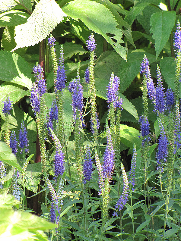 Spike Speedwell (Veronica spicata) at Alsip Home and Nursery