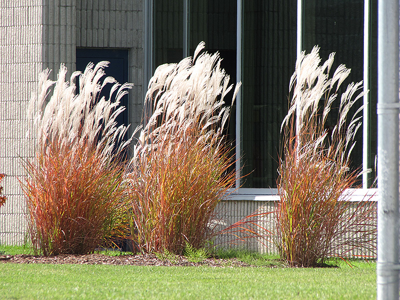 Flame Grass (Miscanthus sinensis 'Purpurascens') at Alsip Home and Nursery