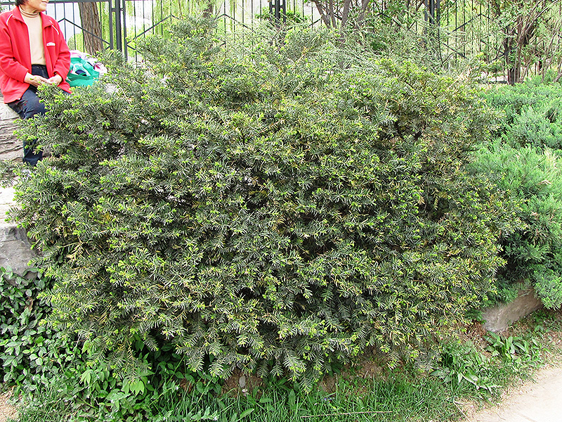Umbrelliform Yew (Taxus cuspidata 'Umbraculifera') at Alsip Home and Nursery