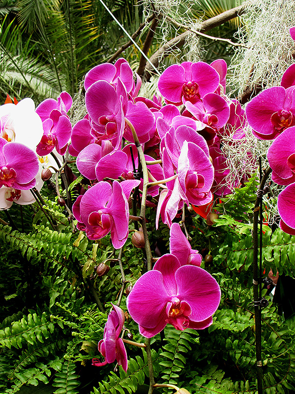Ida Fukumura Orchid (Phalaenopsis 'Ida Fukumura') at Alsip Home and Nursery