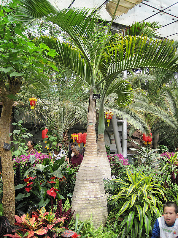Bottle Palm (Hyophorbe lagenicaulis) at Alsip Home and Nursery