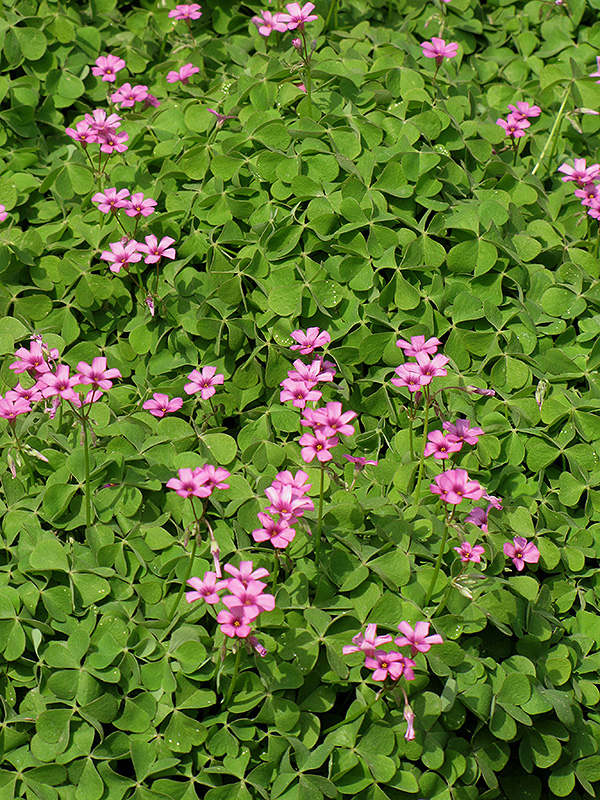 Pink Wood Sorrel (Oxalis crassipes 'Rosea') at Alsip Home and Nursery