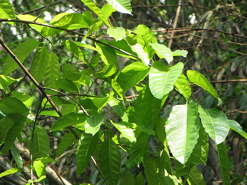 White Fig (Ficus maxima) in Frankfort Chicago St Johns Tinley Joliet ...