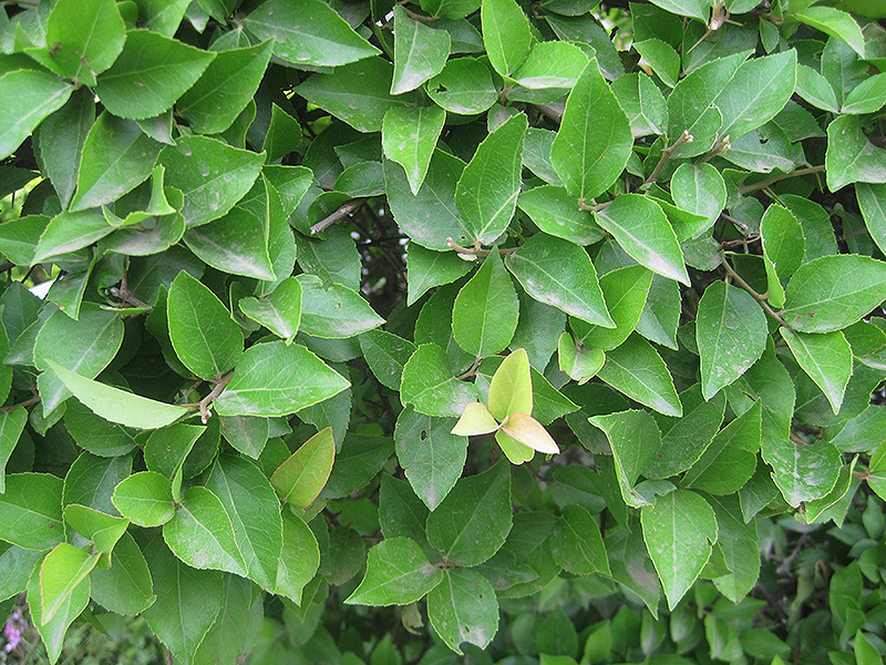 Xylosma (Xylosma racemosum) at Alsip Home and Nursery