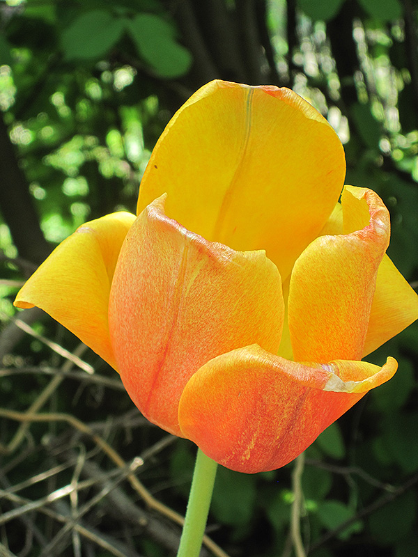 Oxford Elite Tulip (Tulipa 'Oxford Elite') at Alsip Home and Nursery