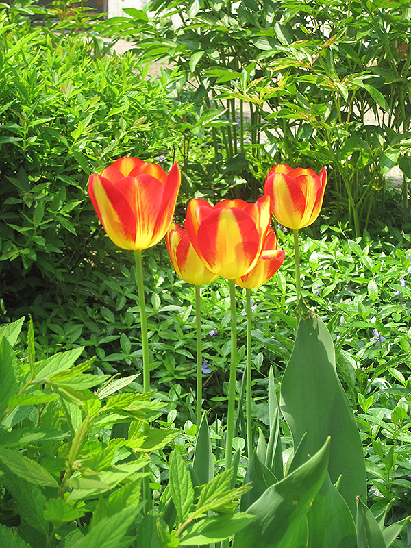 Antoinette Tulip (Tulipa 'Antoinette') at Alsip Home and Nursery