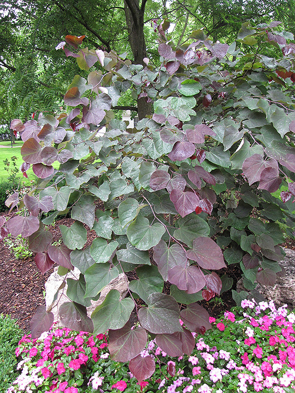 Forest Pansy Redbud (Cercis canadensis 'Forest Pansy') at Alsip Home and Nursery