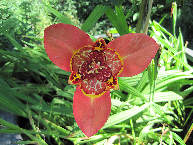 Rossa Tiger Flower (Tigridia pavonia 'Rossa') at Alsip Home and Nursery