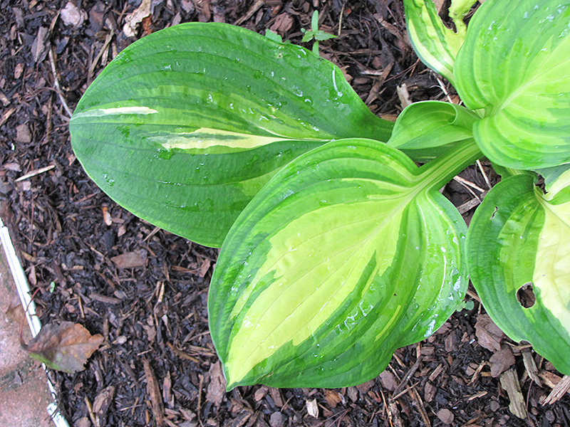 Center of Attention Hosta (Hosta 'Center of Attention') in Frankfort ...