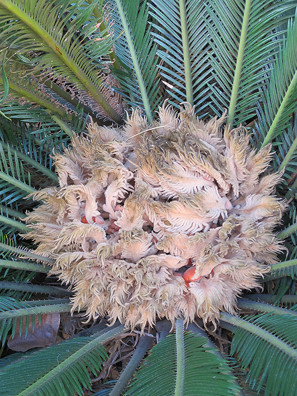 Japanese Sago Palm (Cycas revoluta) at Alsip Home and Nursery