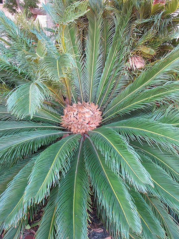 Japanese Sago Palm (Cycas revoluta) at Alsip Home and Nursery