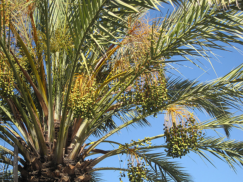 Date Palm (Phoenix dactylifera) at Alsip Home and Nursery