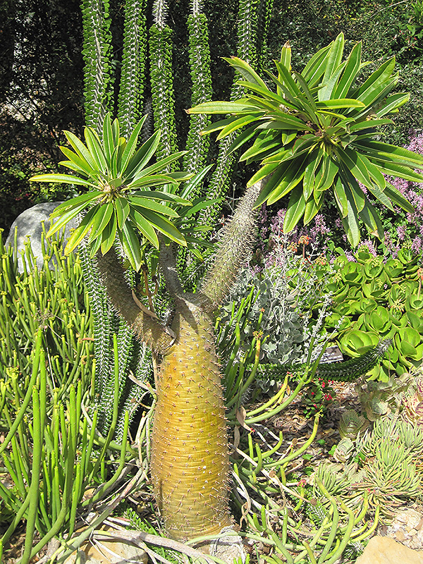 Madagascar Palm (Pachypodium lamerei) at Alsip Home and Nursery