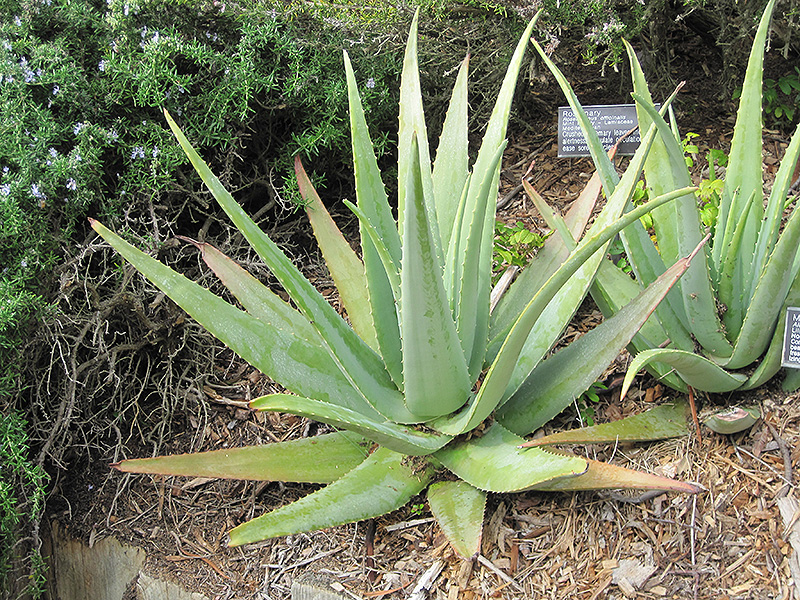 Aloe Vera (Aloe vera) at Alsip Home and Nursery