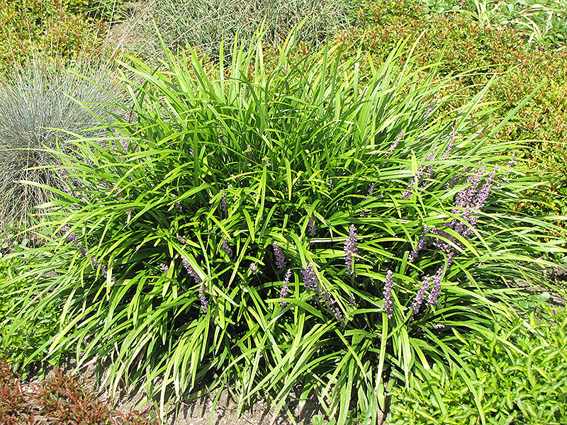 Lily Turf (Liriope spicata) at Alsip Home and Nursery
