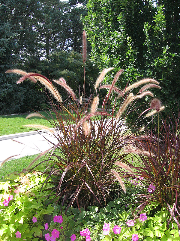 Purple Fountain Grass (Pennisetum setaceum 'Rubrum') at Alsip Home and Nursery