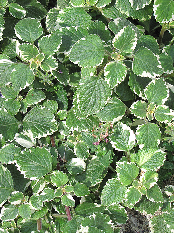 Swedish Ivy (Plectranthus forsteri 'Marginatus') at Alsip Home and Nursery