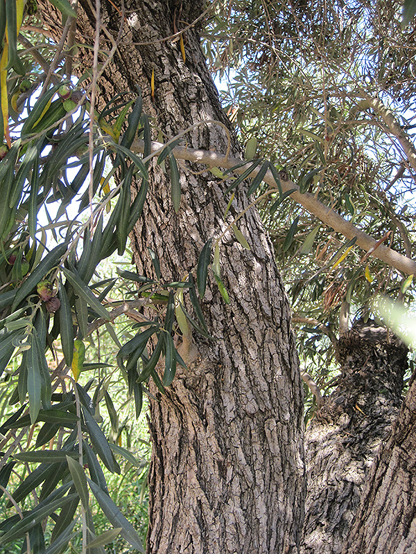 Common Olive (Olea europaea) at Alsip Home and Nursery