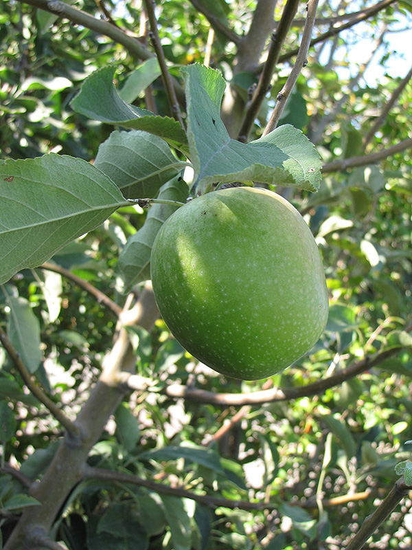 Granny Smith Apple (Malus 'Granny Smith') at Alsip Home and Nursery