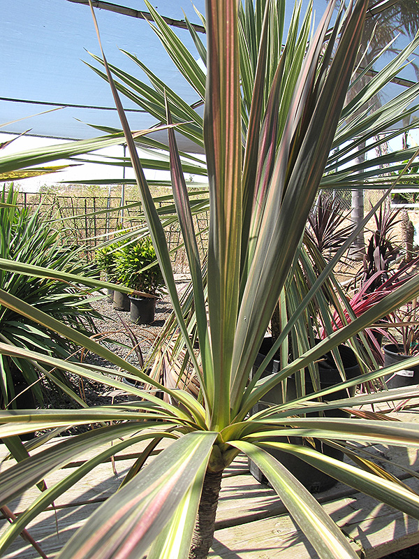Kiwi Cabbage Palm (Cordyline australis 'Kiwi') at Alsip Home and Nursery