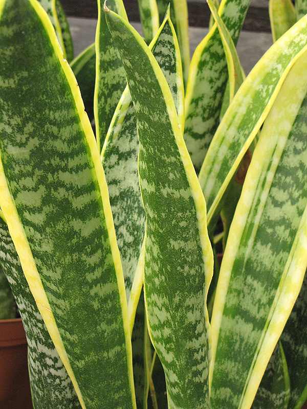 Striped Snake Plant (Sansevieria trifasciata 'Laurentii') at Alsip Home and Nursery