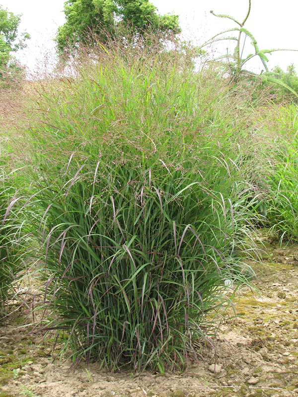 Prairie Sky Switch Grass (Panicum virgatum 'Prairie Sky') at Alsip Home and Nursery