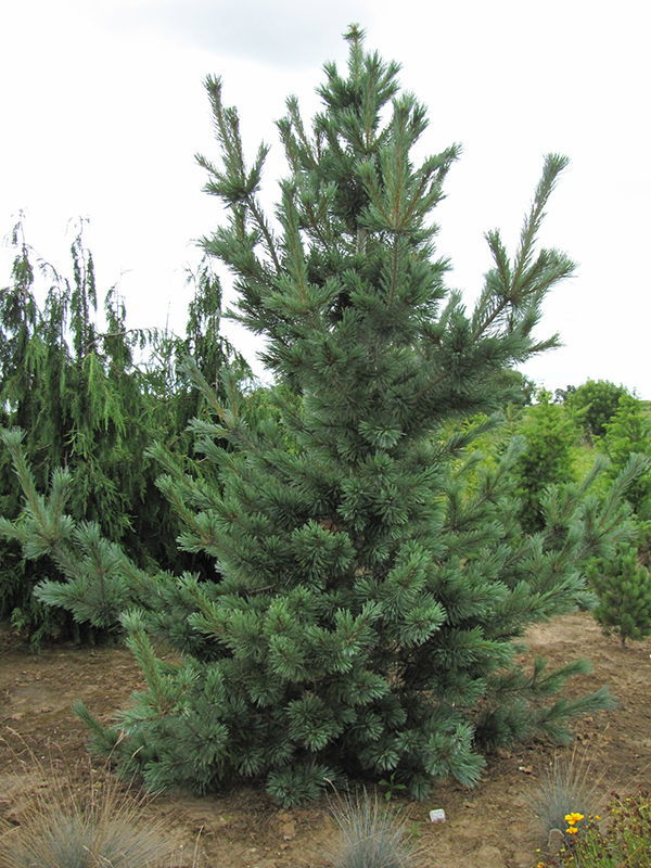 Cesarini Blue Limber Pine (Pinus flexilis 'Cesarini Blue') at Alsip Home and Nursery