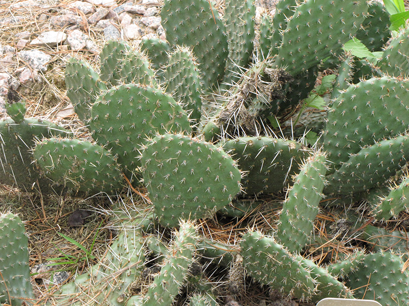 Prickly Pear Cactus (Opuntia polyacantha) at Alsip Home and Nursery
