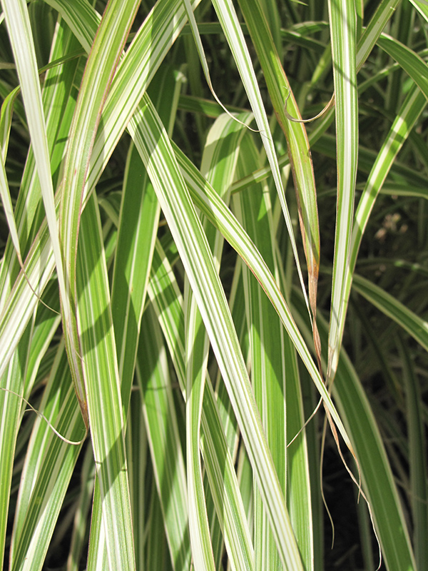 Morning Light Maiden Grass (Miscanthus sinensis 'Morning Light') at Alsip Home and Nursery