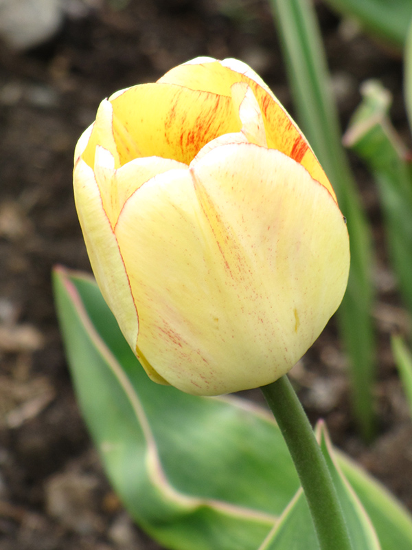 Garant Tulip (Tulipa 'Garant') at Alsip Home and Nursery