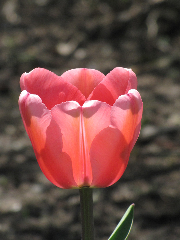Apeldoorn Tulip (Tulipa 'Apeldoorn') at Alsip Home and Nursery