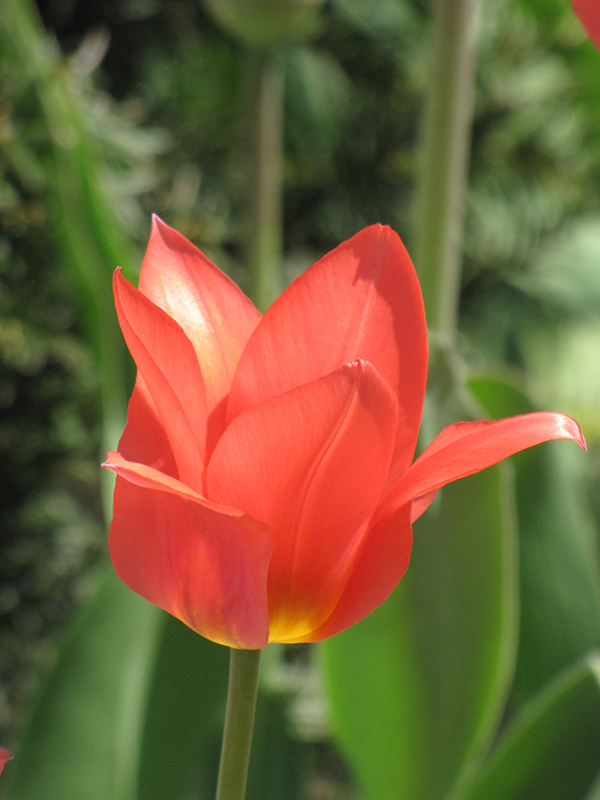 Red Emperor Tulip (Tulipa fosteriana 'Red Emperor') at Alsip Home and Nursery