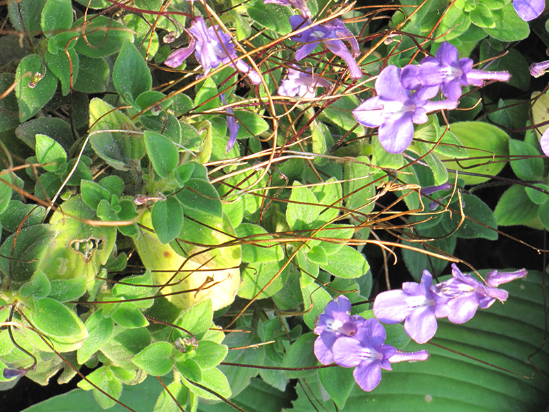 False African Violet (Streptocarpus saxorum) at Alsip Home and Nursery