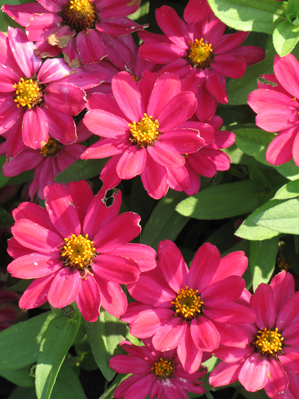 Profusion Cherry Zinnia (Zinnia 'Profusion Cherry') at Alsip Home and Nursery