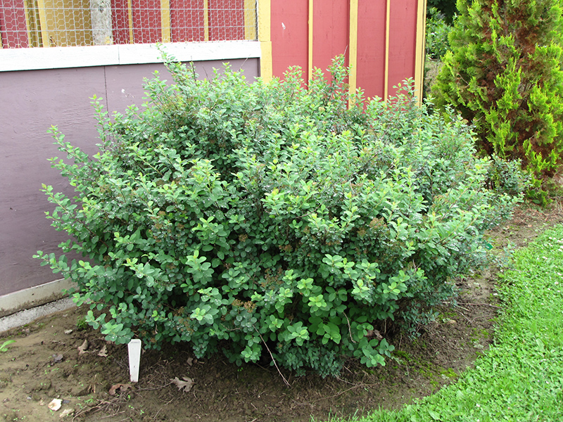 Tor Spirea (Spiraea betulifolia 'Tor') at Alsip Home and Nursery