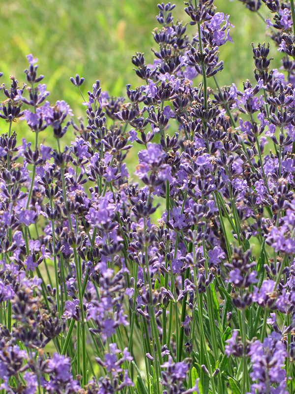 English Lavender (Lavandula angustifolia) at Alsip Home and Nursery