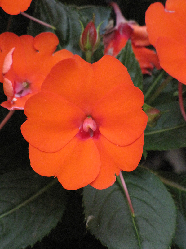 SunPatiens Compact Electric Orange New Guinea Impatiens (Impatiens 'SunPatiens Compact Electric Orange') at Alsip Home and Nursery