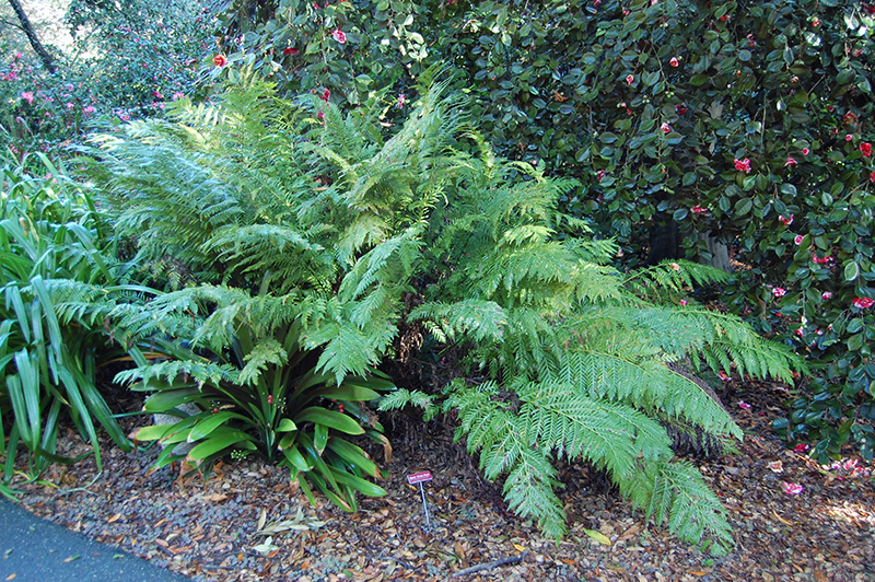 Giant Chain Fern (Woodwardia fimbriata) at Alsip Home and Nursery