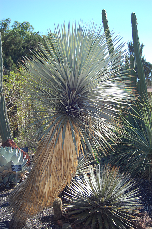 Beaked Yucca (Yucca rostrata) at Alsip Home and Nursery