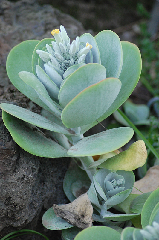 Paddle Plant (Kalanchoe thyrsiflora) at Alsip Home and Nursery