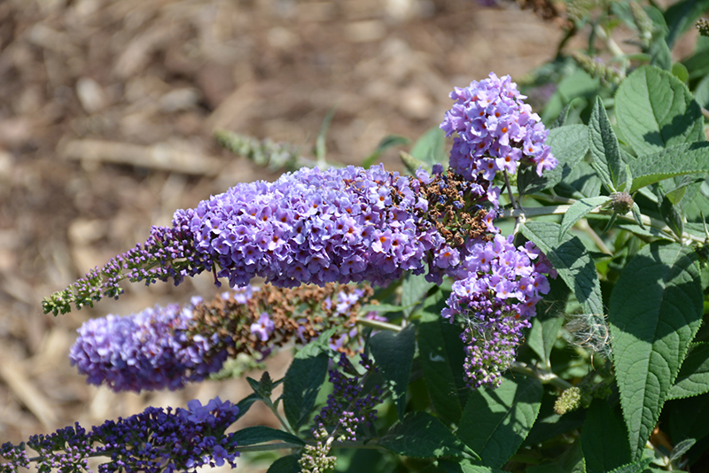 Lo & Behold Lilac Chip Butterfly Bush (Buddleia 'Lilac Chip') at Alsip Home and Nursery
