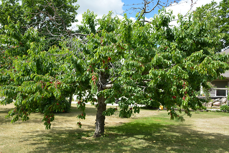 Bing Cherry (Prunus avium 'Bing') at Alsip Home and Nursery