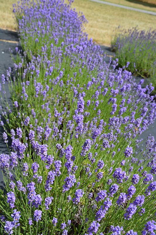 Hidcote Blue Lavender (Lavandula angustifolia 'Hidcote Blue') at Alsip Home and Nursery
