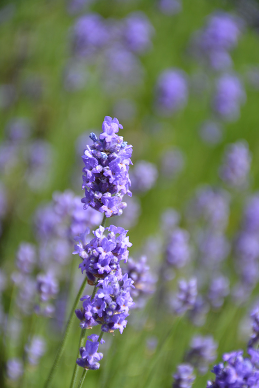 Hidcote Blue Lavender (Lavandula angustifolia 'Hidcote Blue') at Alsip Home and Nursery